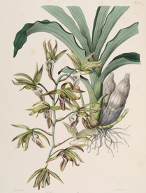 手绘插画 花卉装饰画 花草图谱