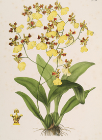 手绘插画 花卉装饰画 花草图谱