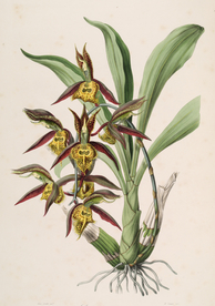 手绘插画 花卉装饰画 花草图谱