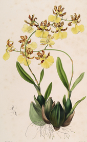 手绘插画 花卉装饰画 花草图谱