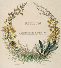 手绘插画 花卉装饰画 花草图谱