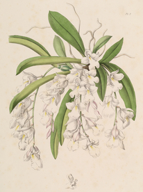 手绘插画 花卉装饰画 花草图谱