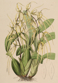 手绘插画 花卉装饰画 花草图谱