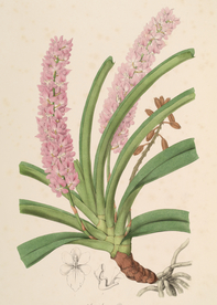 手绘插画 花卉装饰画 花草图谱