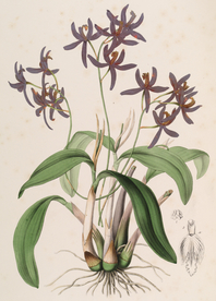 手绘插画 花卉装饰画 花草图谱