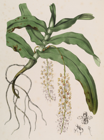 手绘插画 花卉装饰画 花草图谱