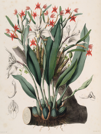 手绘插画 花卉装饰画 花草图谱