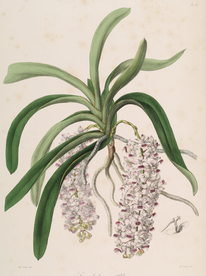 手绘插画 花卉装饰画 花草图谱