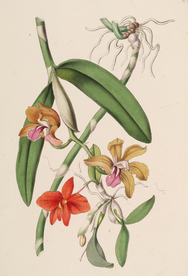 手绘插画 花卉装饰画 花草图谱