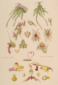 手绘插画 花卉装饰画 花草图谱