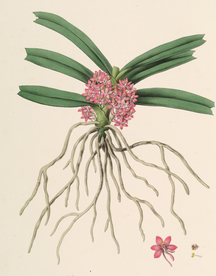 手绘插画 花卉装饰画 花草图谱