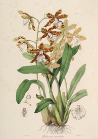 手绘插画 花卉装饰画 花草图谱