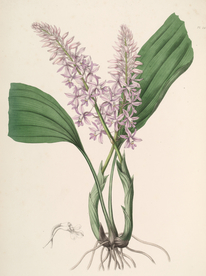 手绘插画 花卉装饰画 花草图谱