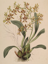 手绘插画 花卉装饰画 花草图谱