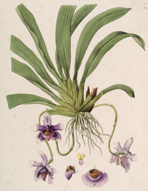 手绘插画 花卉装饰画 花草图谱