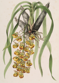 手绘插画 花卉装饰画 花草图谱