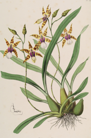 手绘插画 花卉装饰画 花草图谱