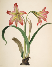 手绘插画 兰花装饰画 花草图谱