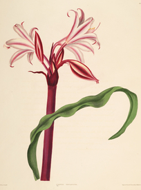 手绘插画 花卉装饰画 花草图谱