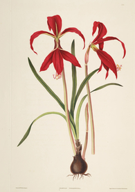 手绘插画 花卉装饰画 花草图谱