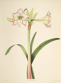 手绘插画 花卉装饰画 花草图谱