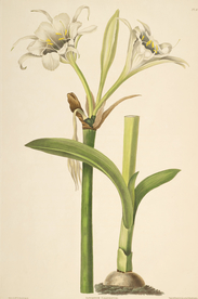 手绘插画 花卉装饰画 花草图谱