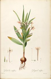 手绘插画 花卉装饰画 花草图谱