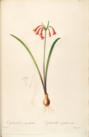 手绘插画 花卉装饰画 花草图谱