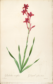 手绘插画 花卉装饰画 花草图谱