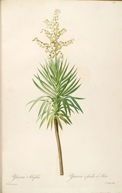 手绘插画 花卉装饰画 花草图谱