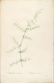 手绘插画 花卉装饰画 花草图谱