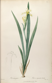 手绘插画 花卉装饰画 花草图谱