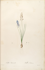 手绘插画 花卉装饰画 花草图谱