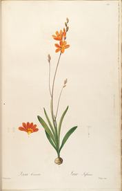 手绘插画 花卉装饰画 花草图谱