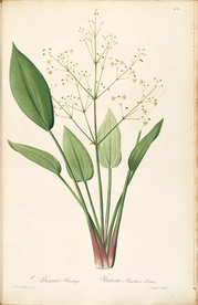 手绘插画 花卉装饰画 花草图谱