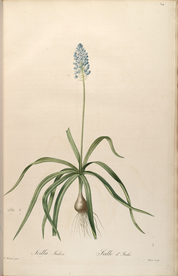 手绘插画 花卉装饰画 花草图谱