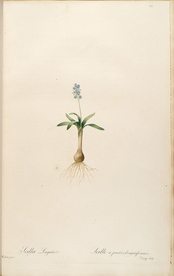 手绘插画 花卉装饰画 花草图谱