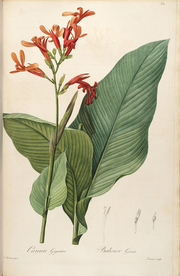 手绘插画 花卉装饰画 花草图谱