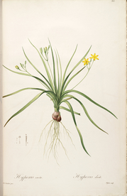 手绘插画 花卉装饰画 花草图谱