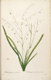 手绘插画 花卉装饰画 花草图谱