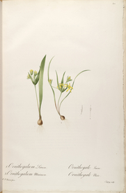 手绘插画 花卉装饰画 花草图谱