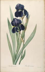 手绘插画 花卉装饰画 花草图谱