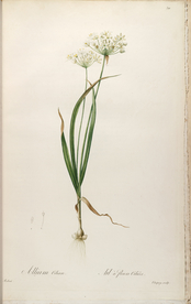 手绘插画 花卉装饰画 花草图谱