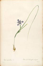 手绘插画 花卉装饰画 花草图谱