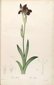 手绘插画 花卉装饰画 花草图谱