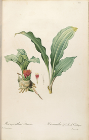 手绘插画 装饰画 花草图谱