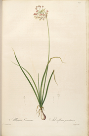 手绘插画 装饰画 花草图谱