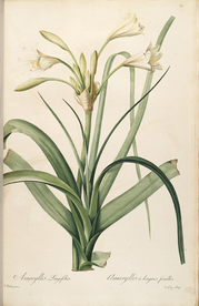 手绘插画 装饰画 花草图谱 植