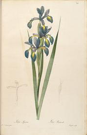 手绘插画 装饰画 花草图谱