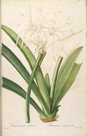 手绘插画 装饰画 花草图谱